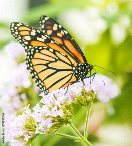 Monarch butterfly close up macro shot