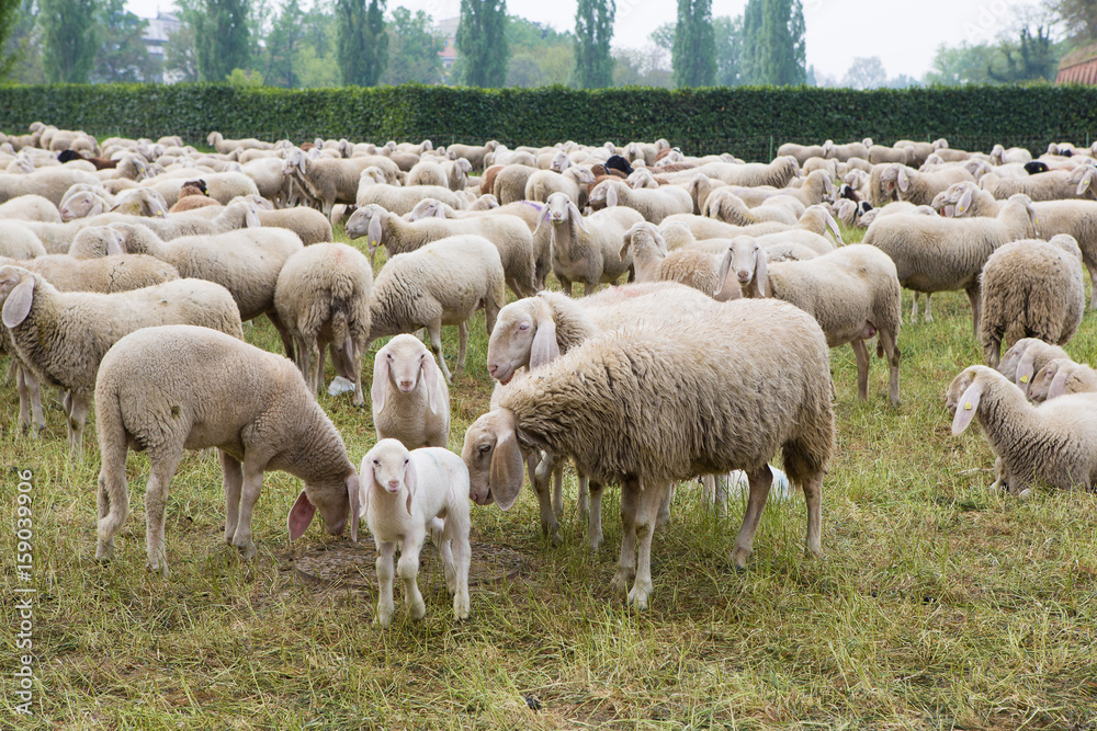 Obraz premium Herd of sheep that burns the grass