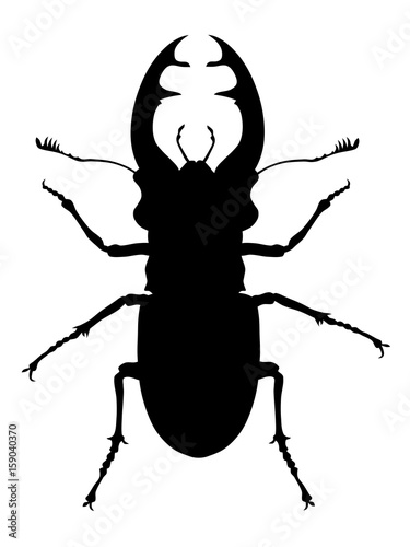 Stag beetle