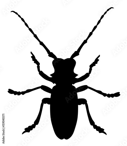 Beetle Morimus Funereus
