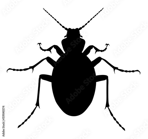 Carabus Coriaceus Beetle