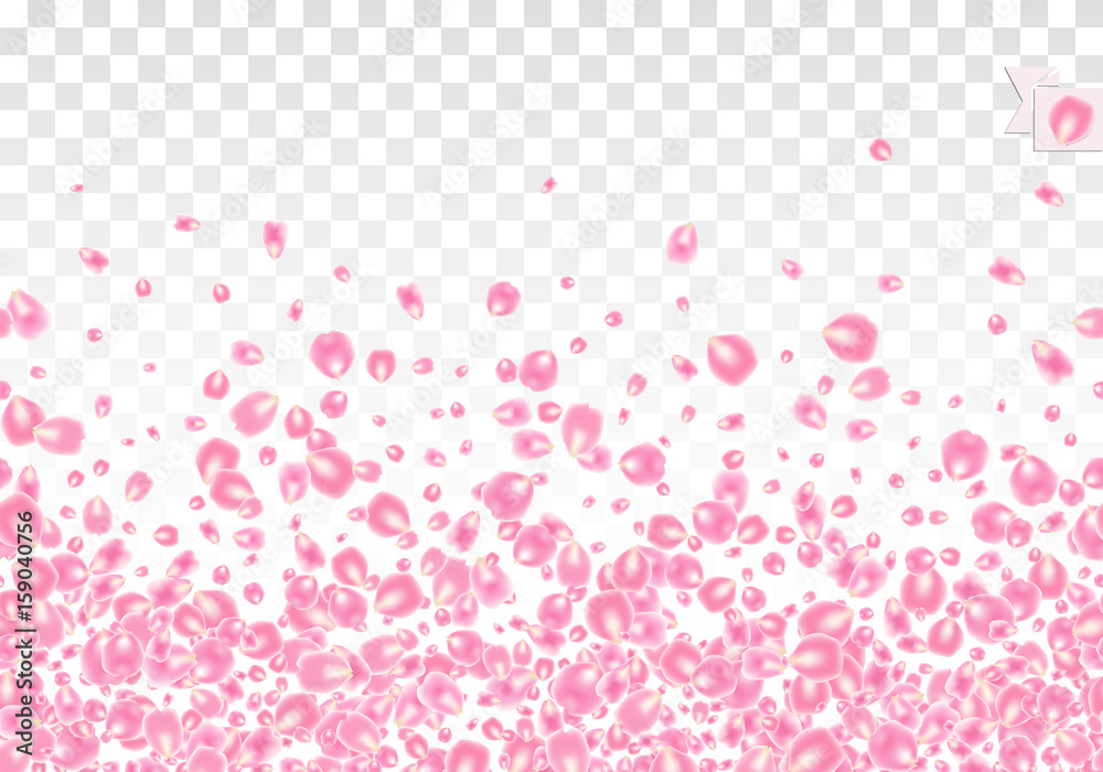 Seamless border background with scattered Rose petals isolated on white transparent checkered background. Vector illustration