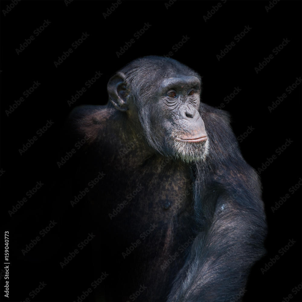 Naklejka premium Chimpanzee portrait isolated on black background