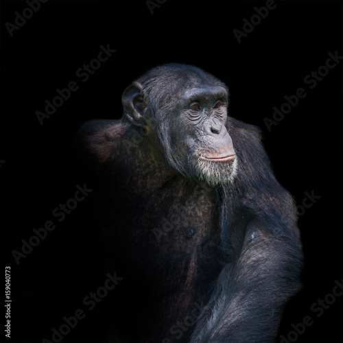 Chimpanzee portrait isolated on black background