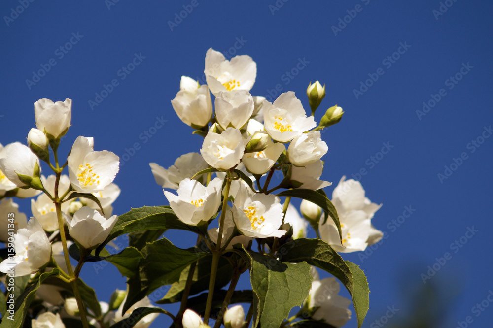 Bush branch with white flowers of jasmine.