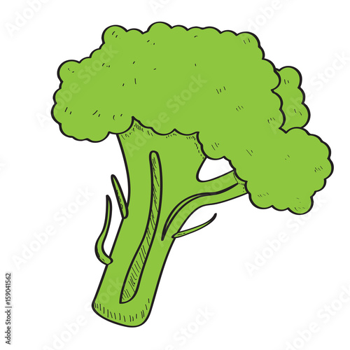 Isolated broccoli on a white background, Vector illustration
