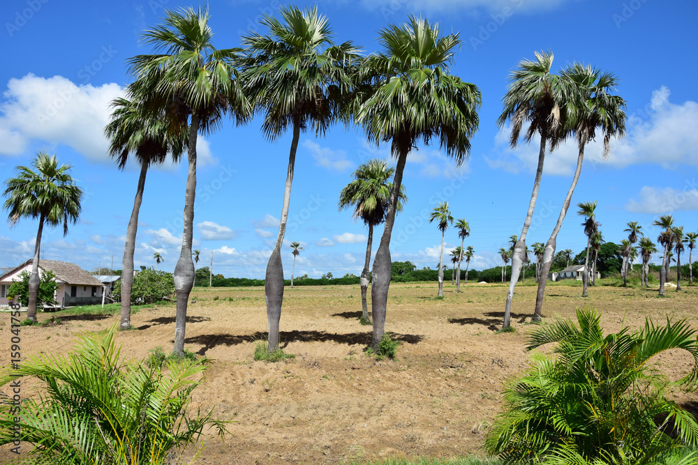 Cuba Palms