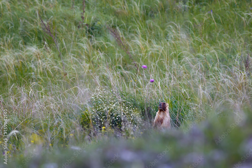 Marmot on spring meadow in grass and flowers.
