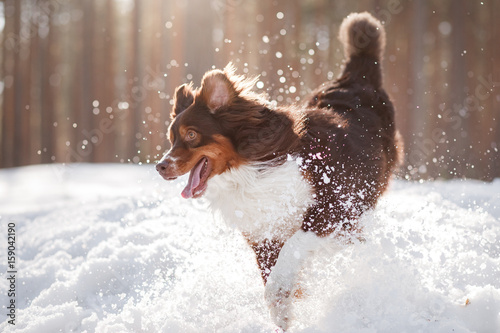 Fototapeta Naklejka Na Ścianę i Meble -  The dog is the Australian shepherd in the snow