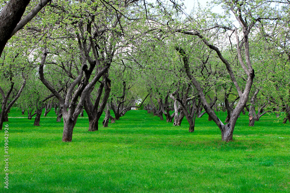 Fairytale garden