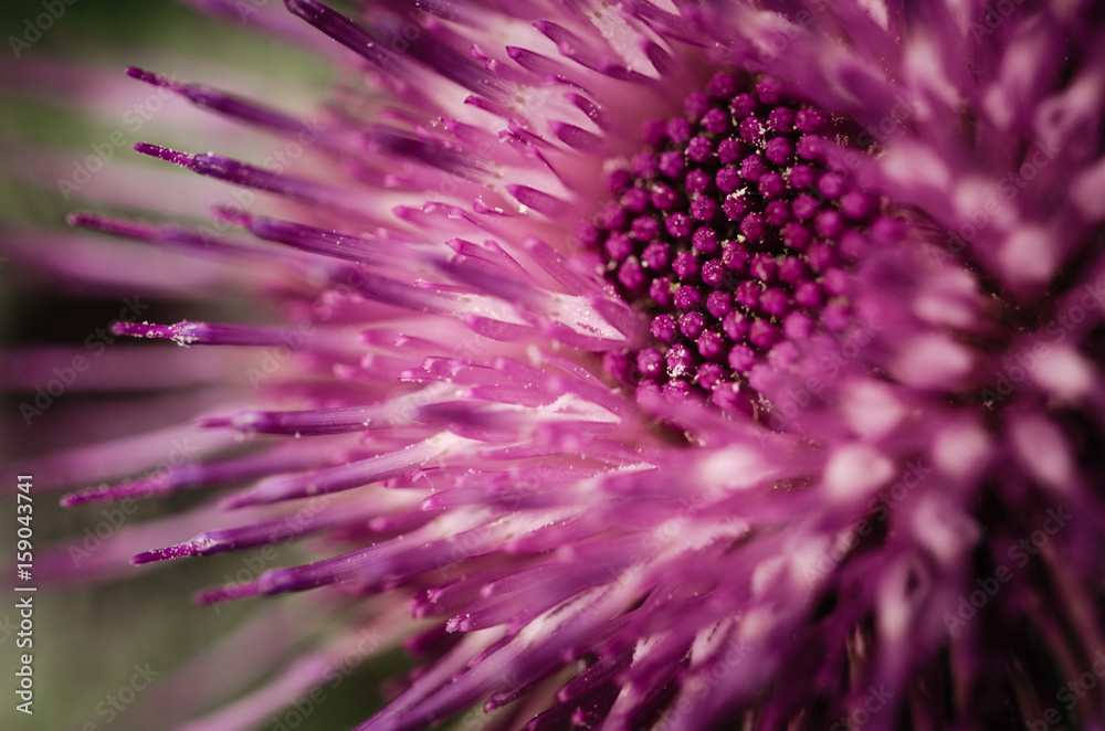 Obraz premium Purple Thistle Macro Shot