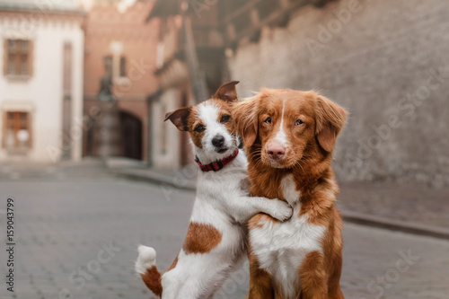 Two dogs in old town © annaav