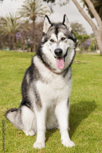 Alaskan Malamute Female Dog Outdoors Portrait