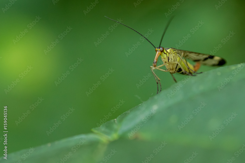Soldier Beetle in natural environment Soldier Beetle in natural environment