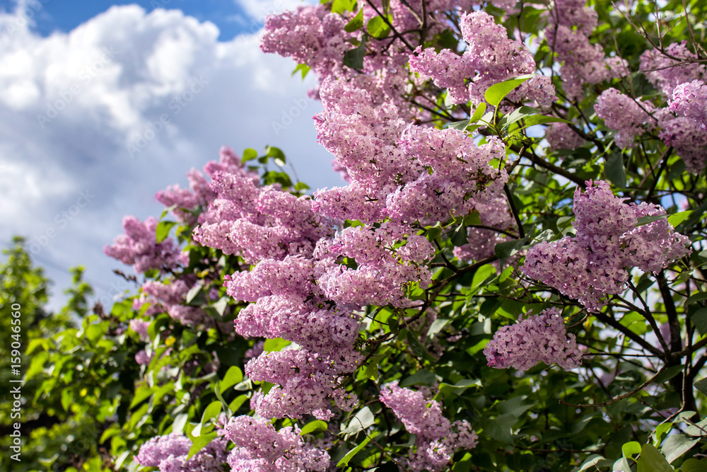 Blooming lilac on the background of blue skies on a sunny day.