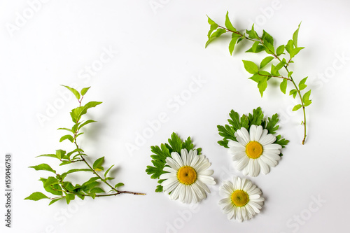 Fototapeta Naklejka Na Ścianę i Meble -  Composition with plants - flat lay of isolated daisies and green leaves on white background.