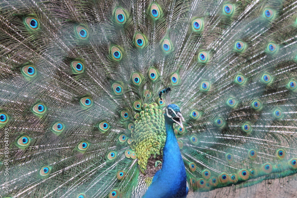 Obraz premium Peacock