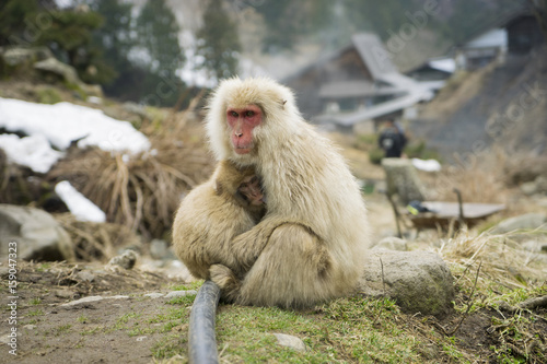 Nagano Snow Monkey © nopparatk