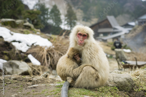 Nagano Snow Monkey © nopparatk