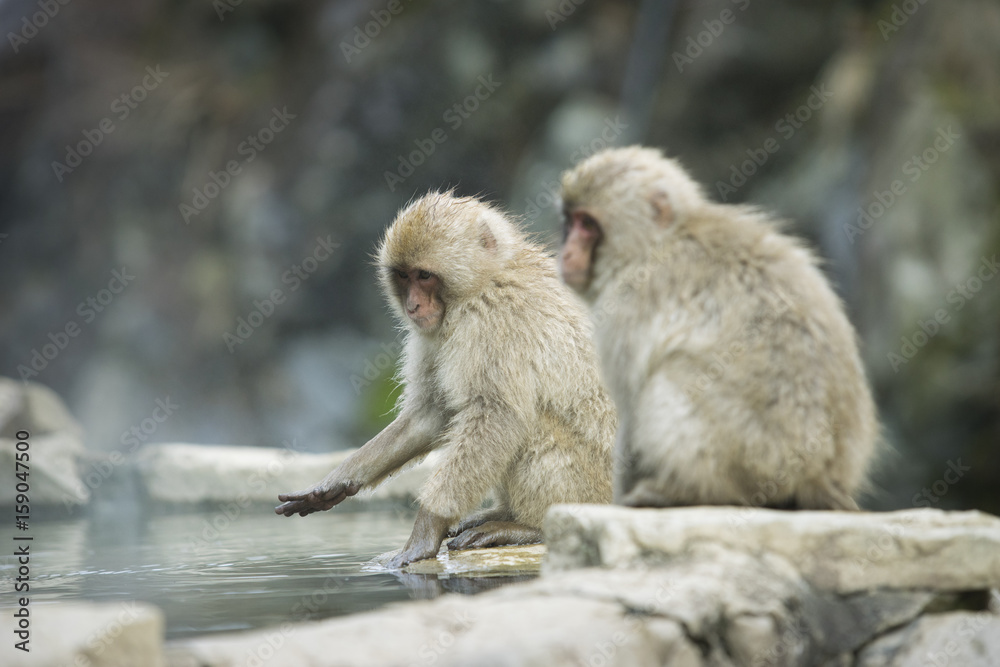 Naklejka premium Nagano Snow Monkey