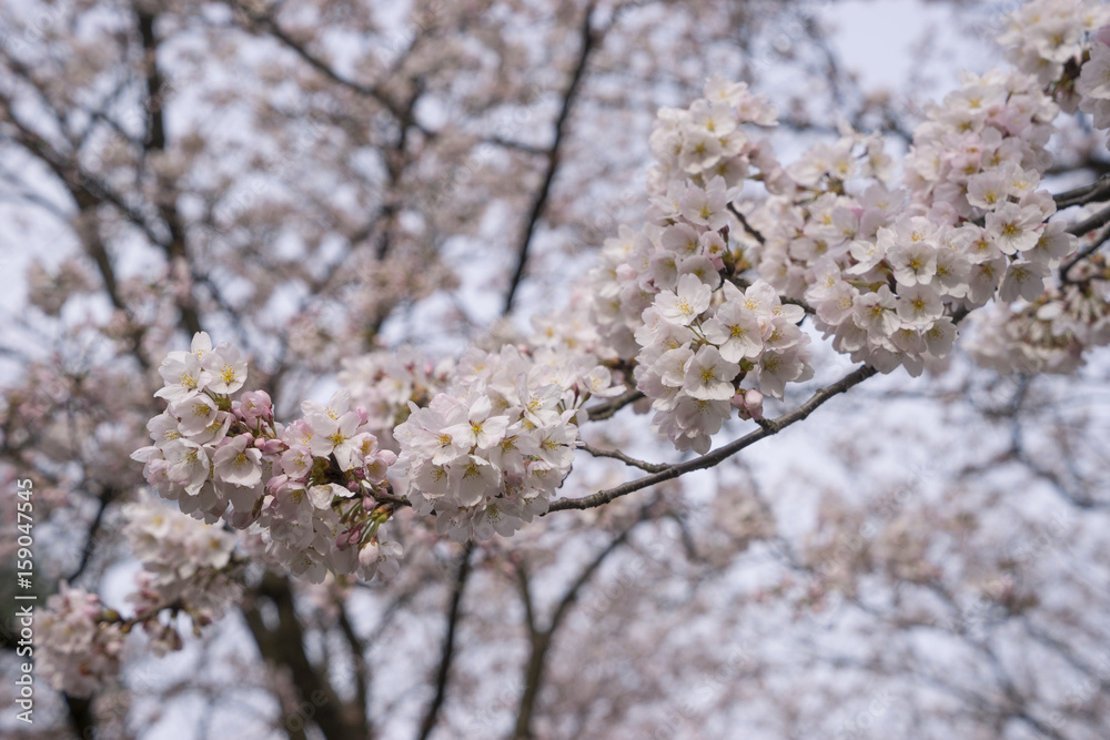 Cherry Blosom in Takada Castle Park Cherry Blosom in Takada Castle Park