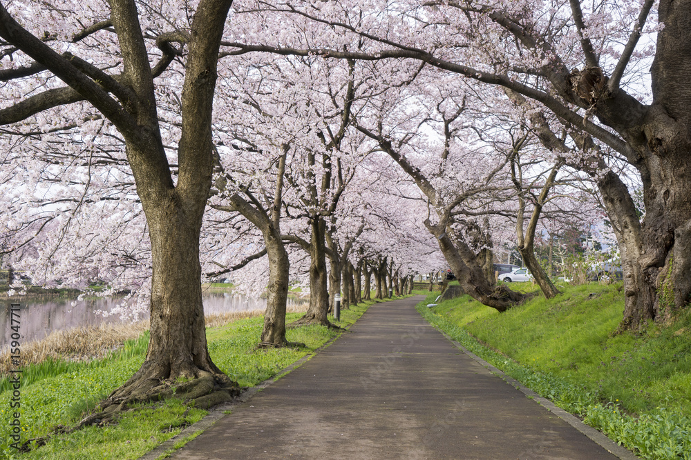 Cherry Blosom in Takada Castle Park Cherry Blosom in Takada Castle Park