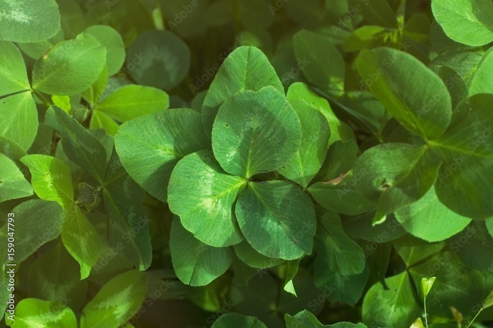 Сlover foliage Сlover foliage