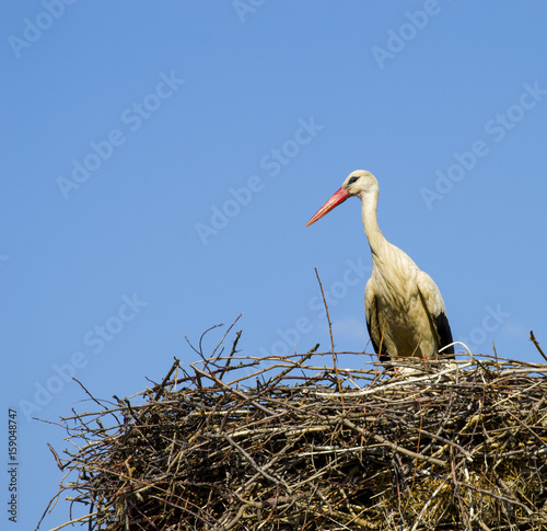 Stork's nest, natural stork's nest, puppies and stork's nest, stork pictures on the roof, 