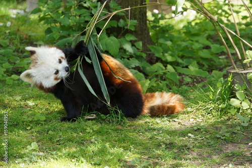 Fototapeta Naklejka Na Ścianę i Meble -  Kleiner Panda (Ailurus fulgens) frisst Bambusblätter