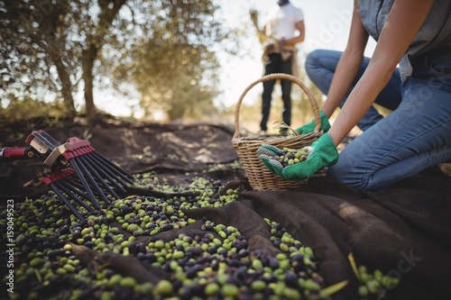 Fotografie Mid section of woman collecting olives at farm