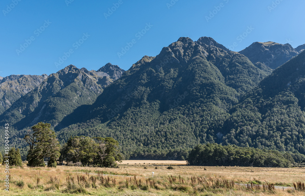 Fiordland National Park, New Zealand - March 16, 2017: The yellow dry flat plain of knobs Flats are a valley among tall dark mountain ranges under blue sky. Forests on slopes. Dispersed trees on flats