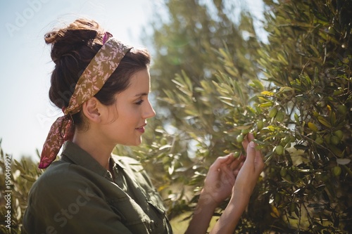 Woman holding olive tree at farm on sunny day