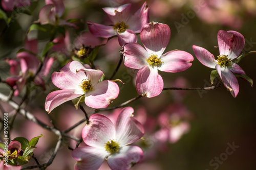 Pink Dogwood