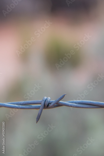 Barb on Fence with Copy Space Above