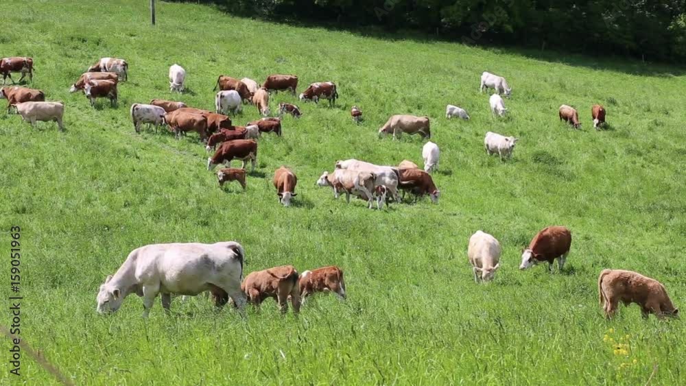 Herd of cows and calves grazing on a green meadow
Herd of cows and calves grazing on a green meadow