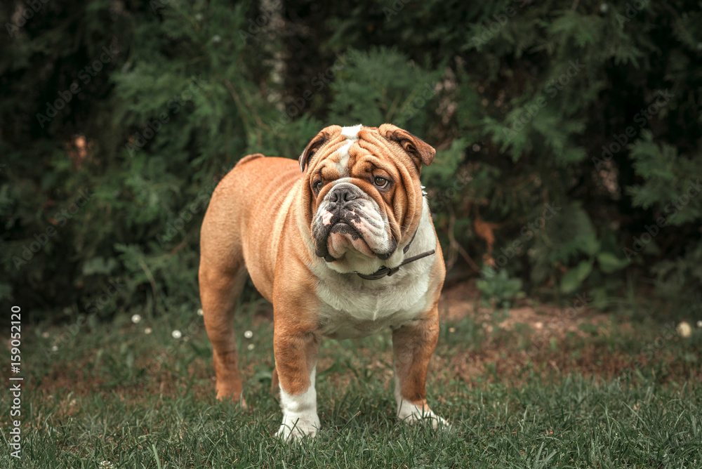 English bulldog posing English bulldog posing
