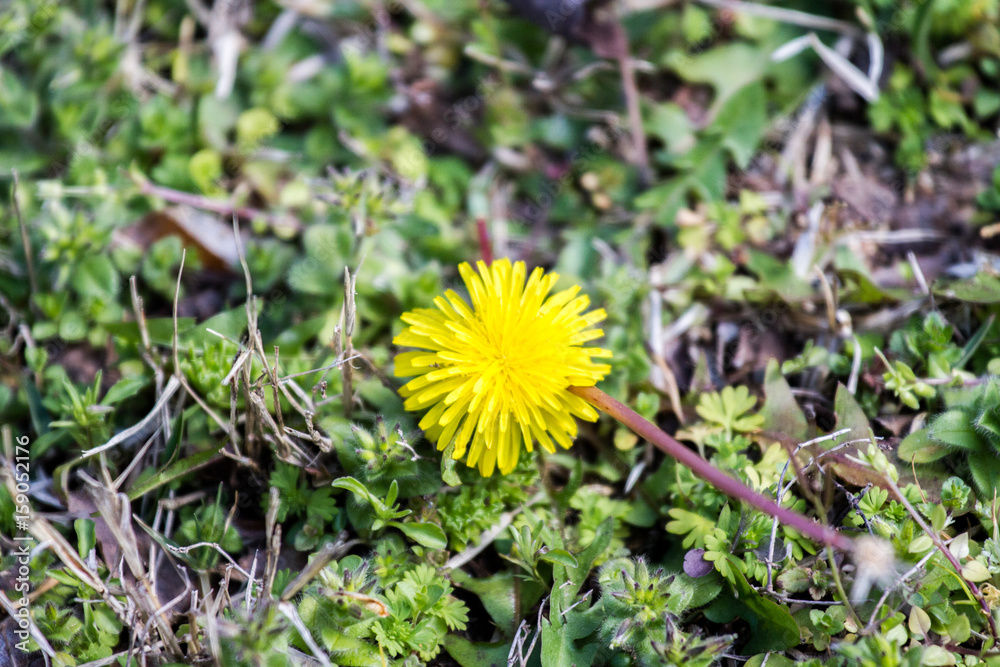 Yellow Flower