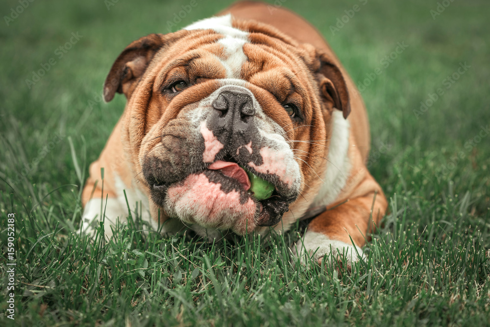 Fototapeta premium Cute face of English bulldog