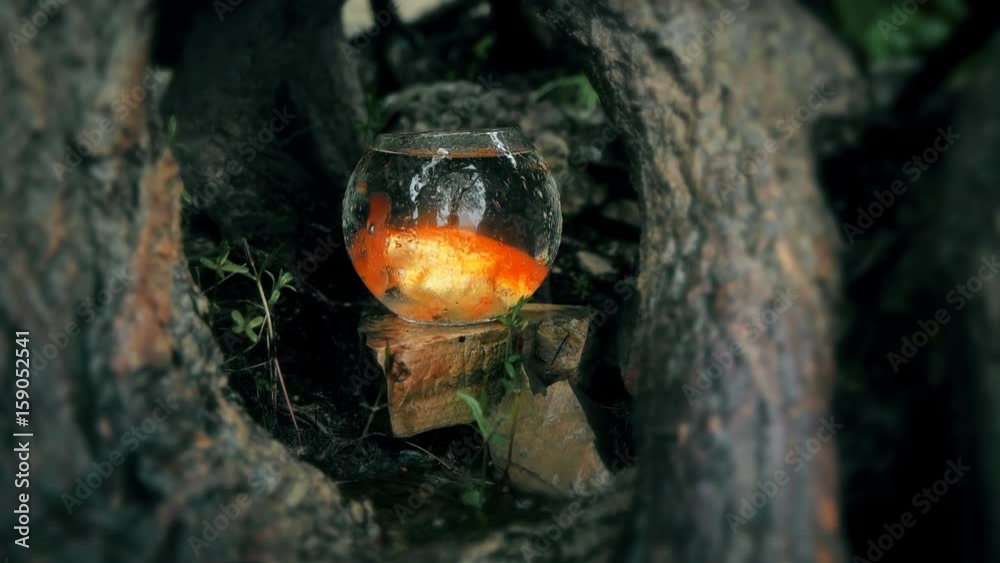 Goldfish in the aquarium among the roots of trees Goldfish in the aquarium among the roots of trees