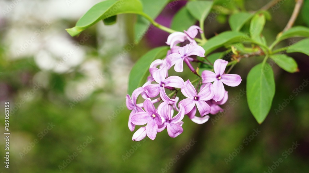 Spring flowers blooming in April and May on lawns, bushes and trees in the city park. Spring flowers blooming in April and May on lawns, bushes and trees in the city park.
