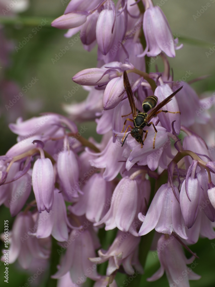 Fototapeta premium Wasp on Purple Flowers