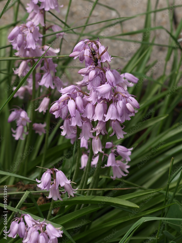 Obraz premium Purple Flowers II