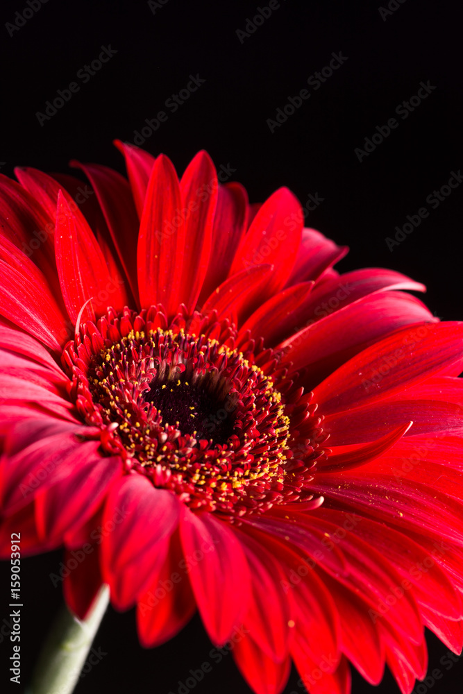 Closeup macro of red gerbera over black background