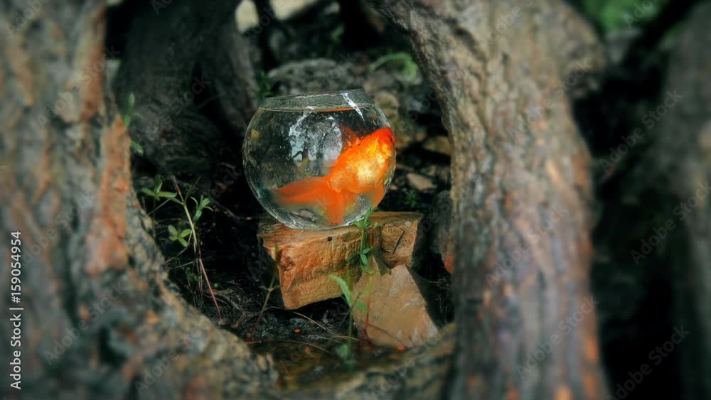Goldfish in the aquarium among the roots of trees Goldfish in the aquarium among the roots of trees