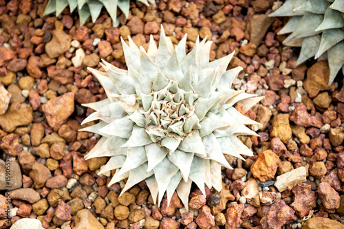 Cactus Family  barrel cactus  close-up barrel cactus