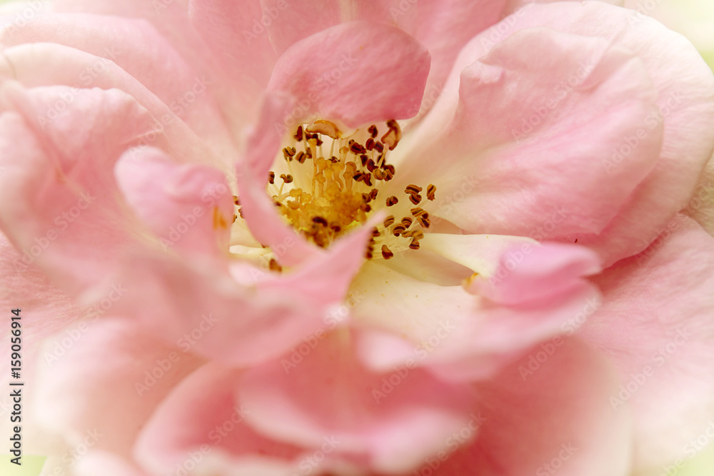 Blurred pink rose for background Blurred pink rose for background