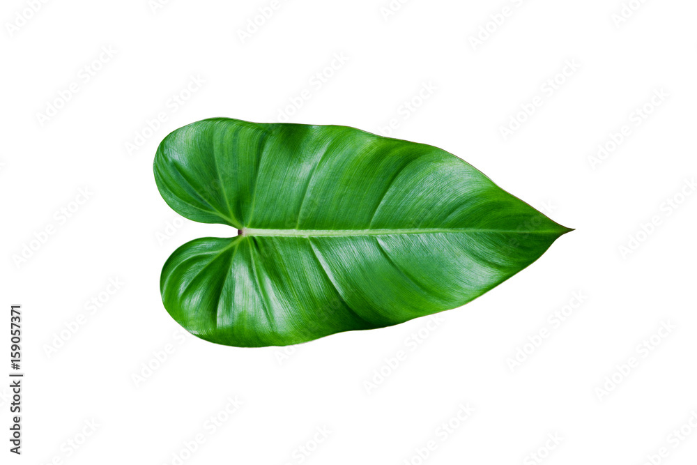 Obraz premium Tropical green leaf isolated on white background.