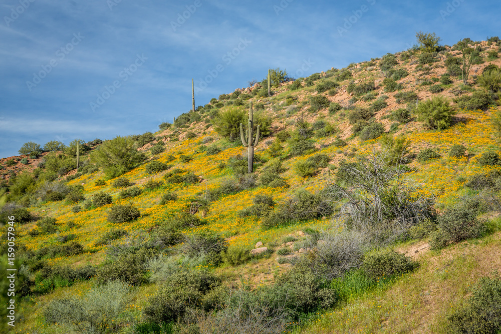 Desert Hillside Covered in Wild Flowers