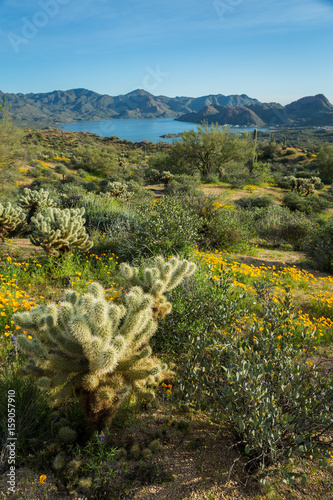 Cholla Cactus in the Desert