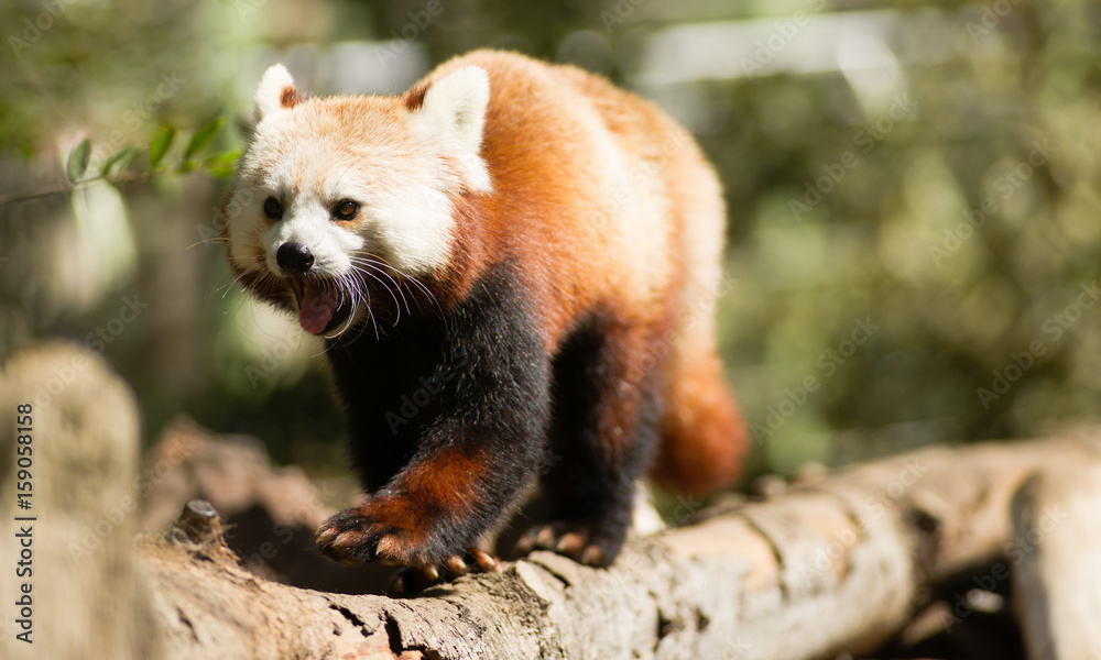 Red Panda Wild Animal Walking Down Tree Limb Red Panda Wild Animal Walking Down Tree Limb